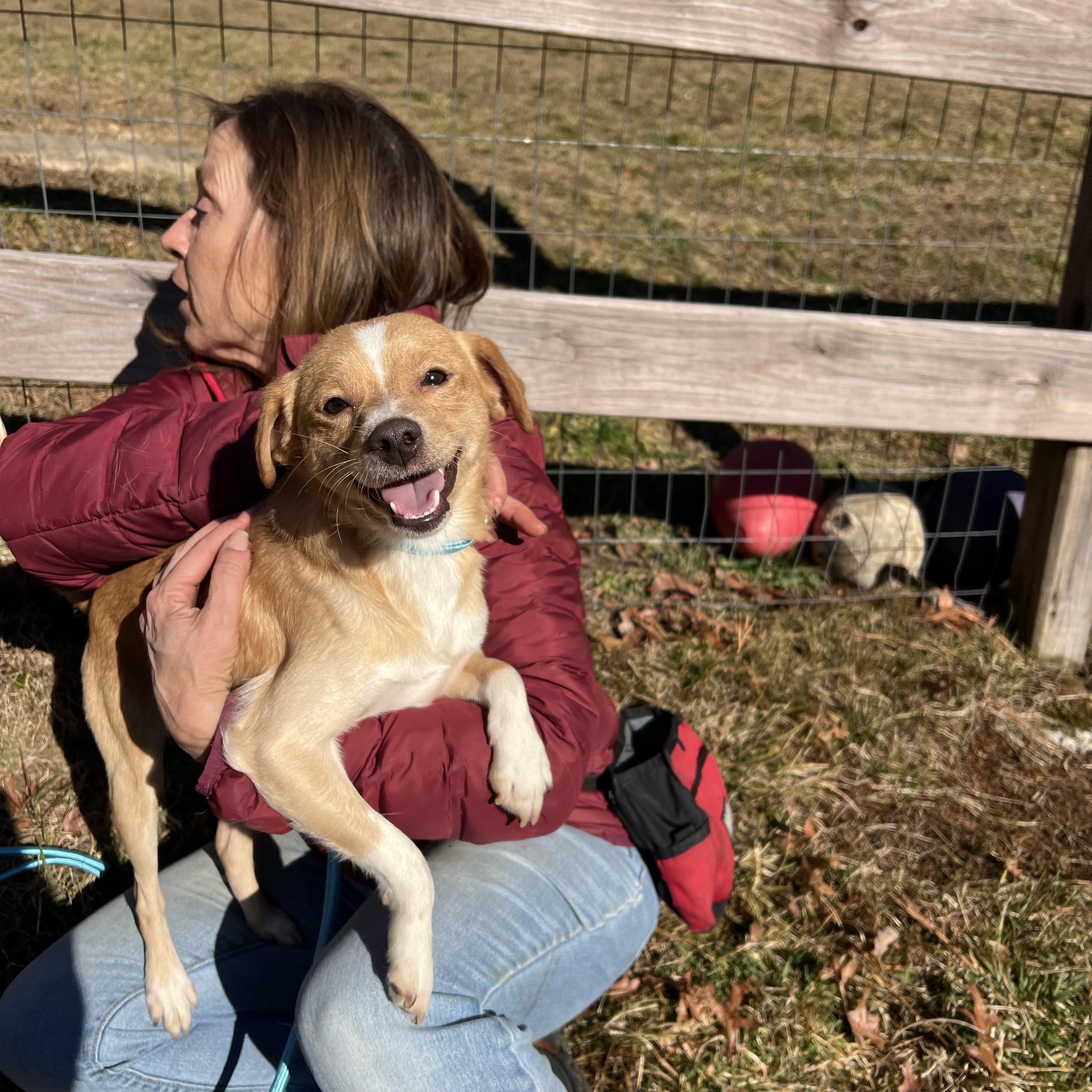 Scout, an adopted mixed breed in Cedar Mountain, NC image 2/6