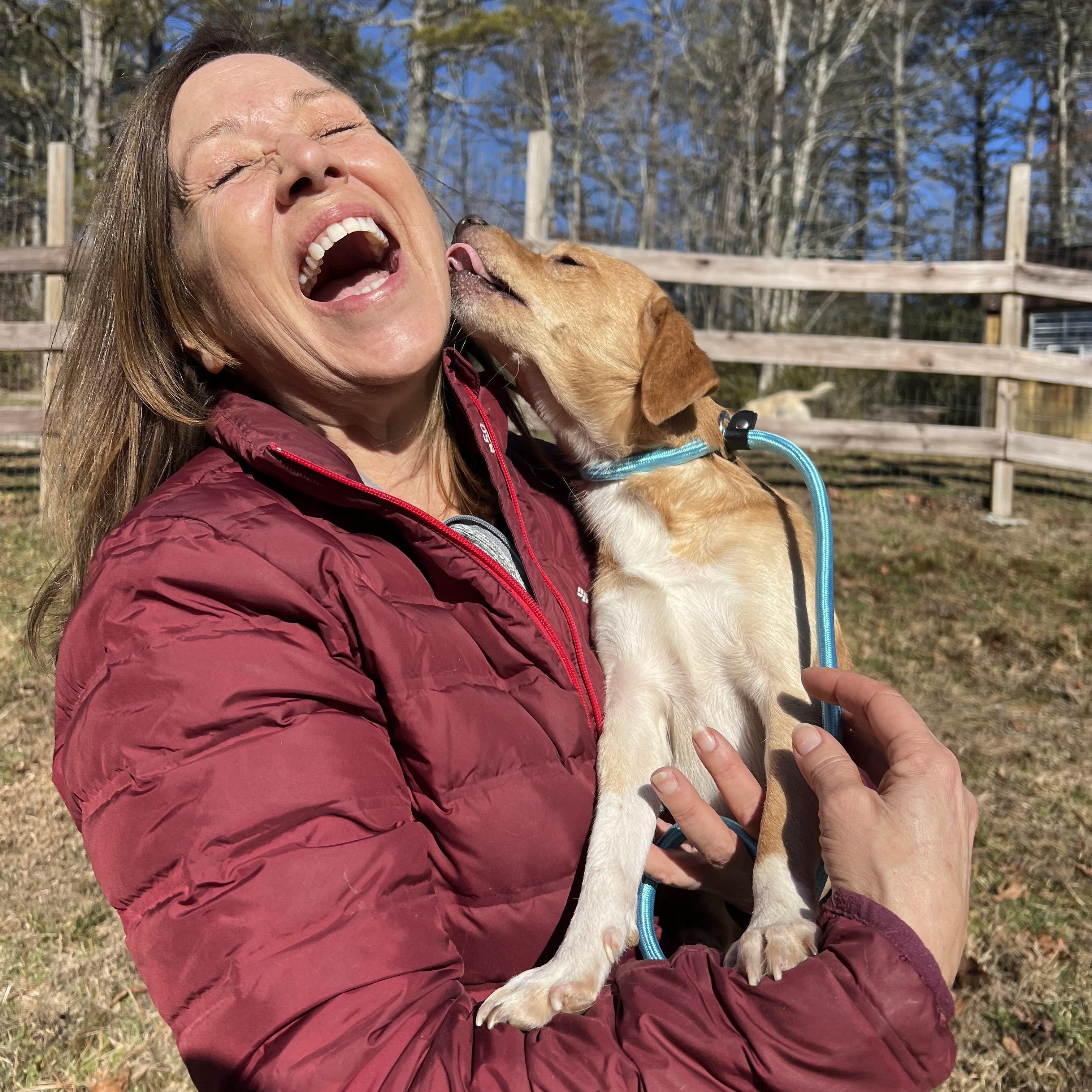 Scout, an adopted mixed breed in Cedar Mountain, NC image 4/6