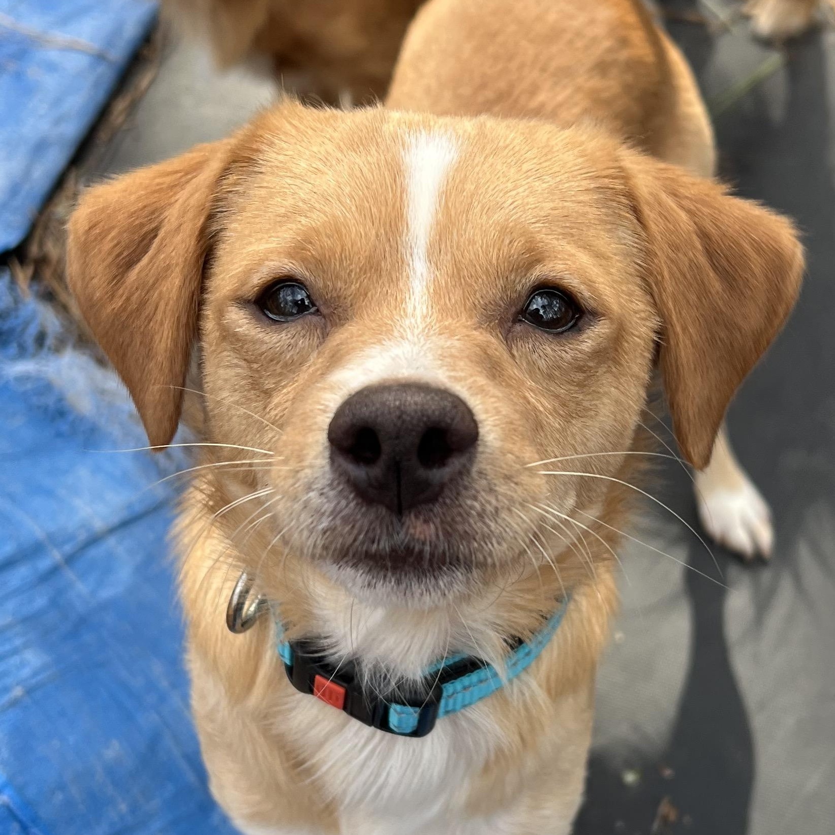 Scout, an adopted mixed breed in Cedar Mountain, NC image 1/6