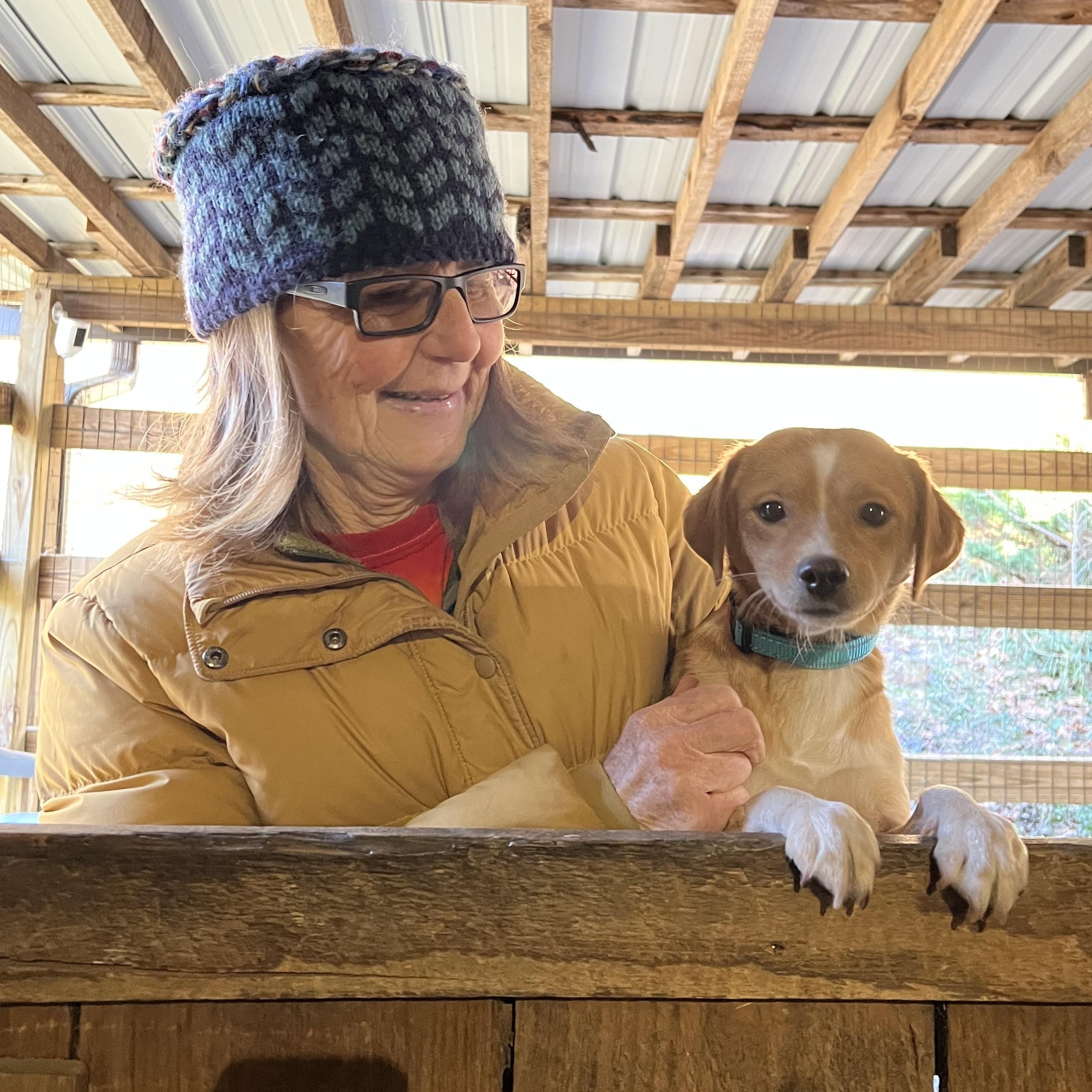 Scout, an adopted mixed breed in Cedar Mountain, NC image 3/6