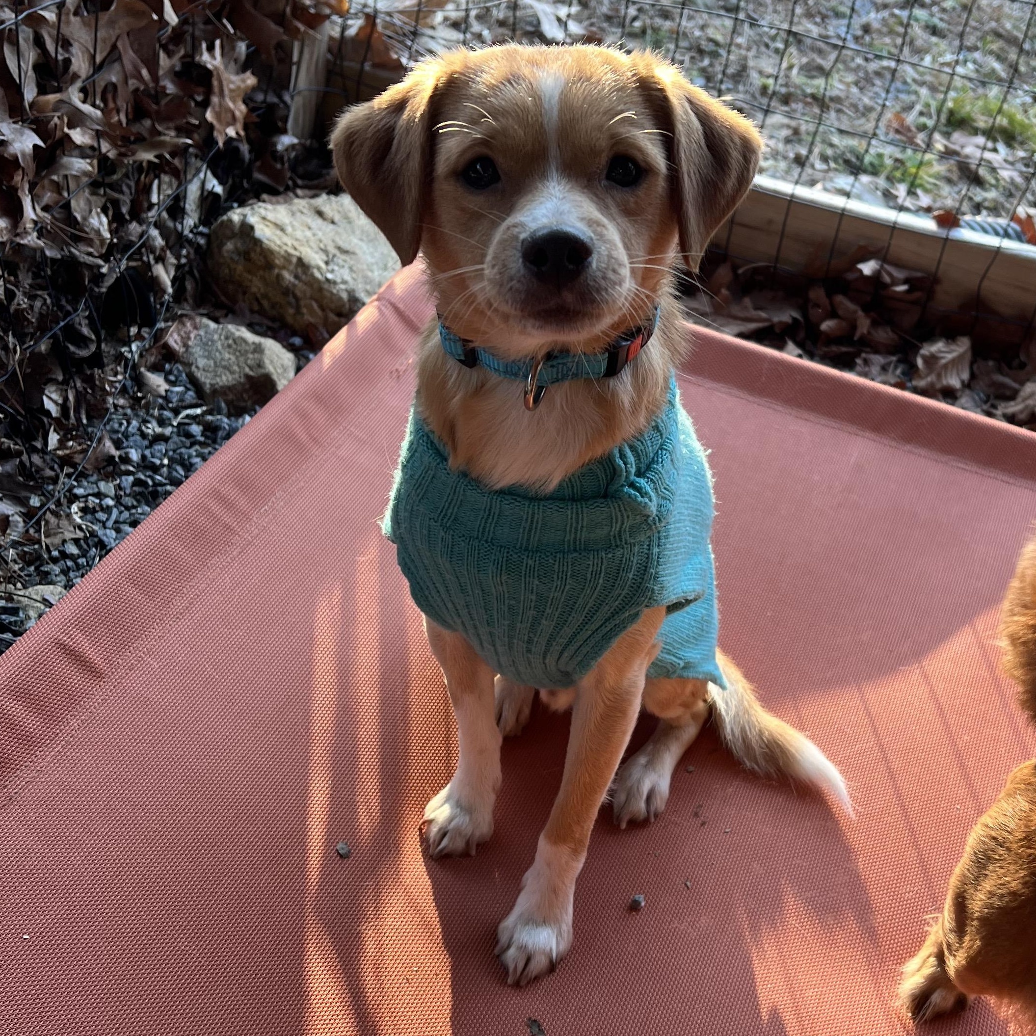 Scout, an adopted mixed breed in Cedar Mountain, NC image 6/6