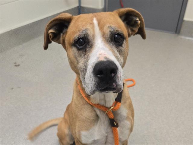 WAFFLE, Adoptable, Adult Female Boxer & Labrador Retriever.