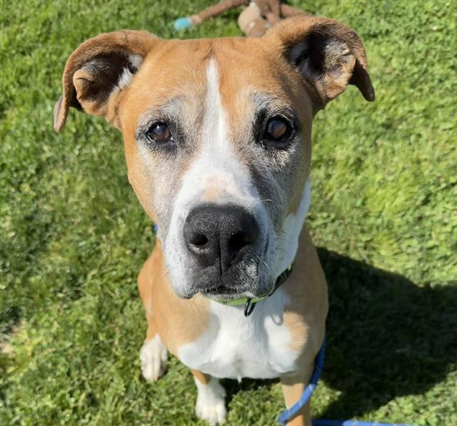 WAFFLE, Adoptable, Adult Female Boxer & Labrador Retriever.