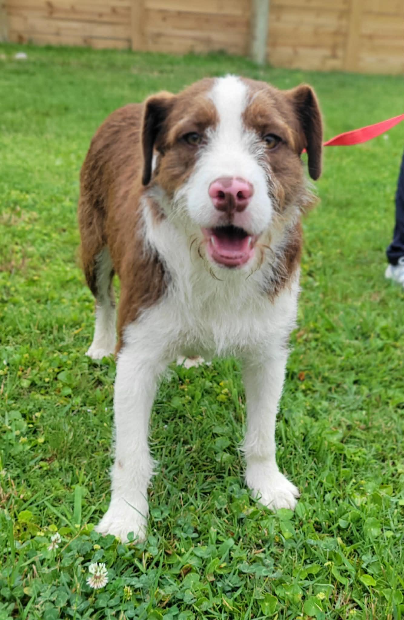Enlarge Cookie, a ADOPTABLE mixed breed in LaPlace, LA image 3/3
