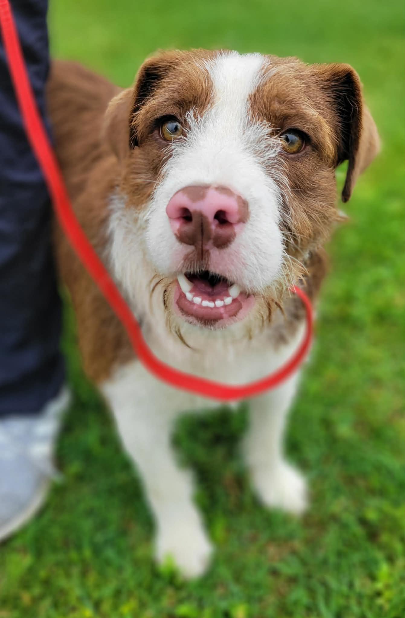 Cookie, ADOPTABLE, Young Female English Springer Spaniel & Labrador Retriever.