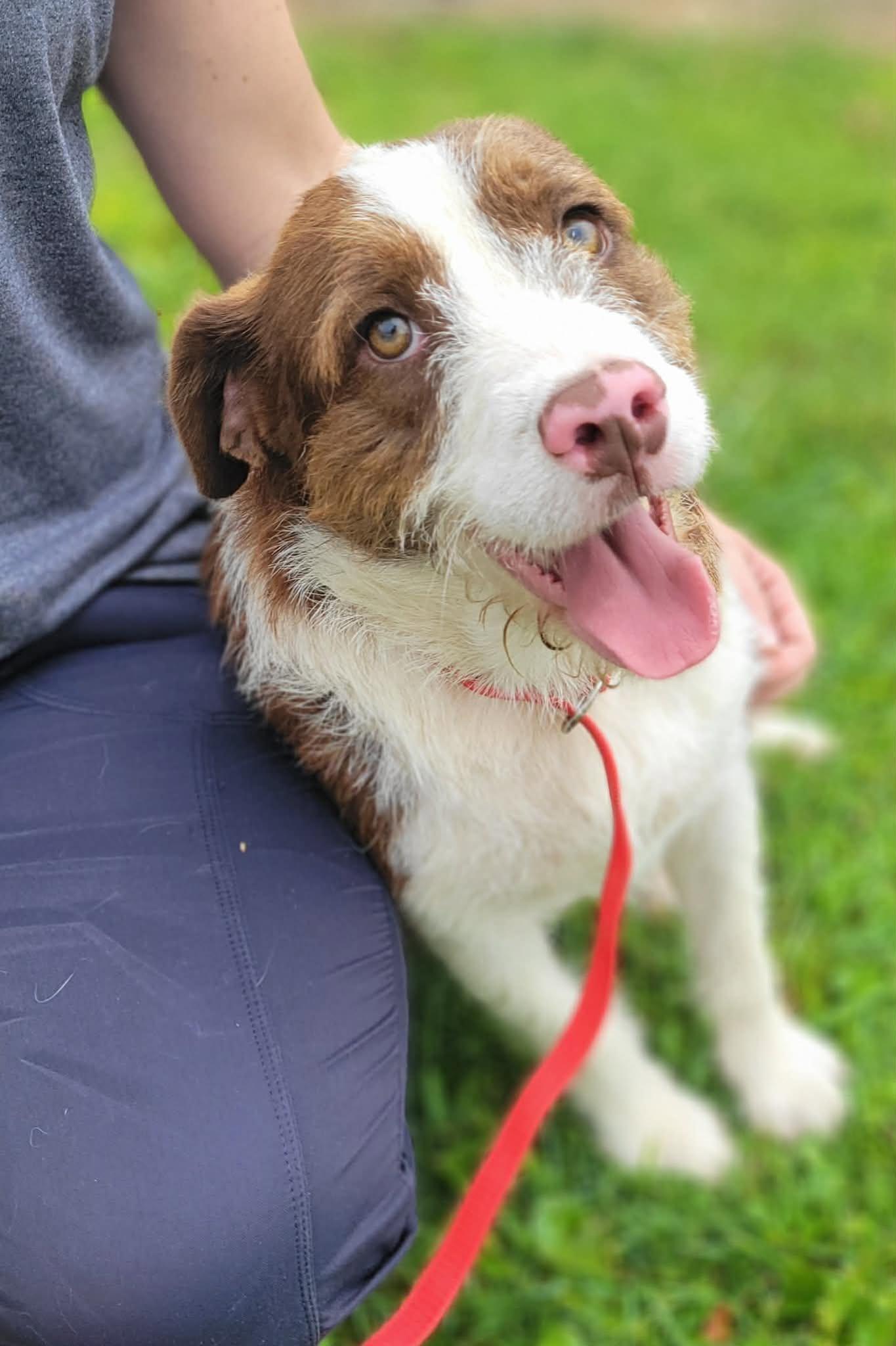 Enlarge Cookie, a ADOPTABLE mixed breed in LaPlace, LA image 2/3