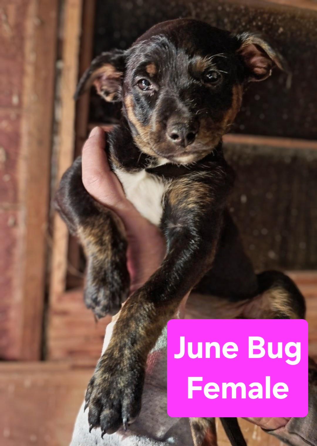 Enlarge June Bug, a ADOPTABLE mixed breed in Pinedale, WY image 3/3
