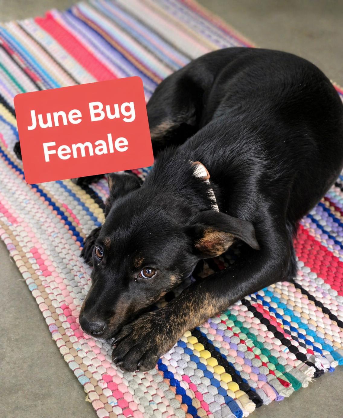 Enlarge June Bug, a ADOPTABLE mixed breed in Pinedale, WY image 2/3