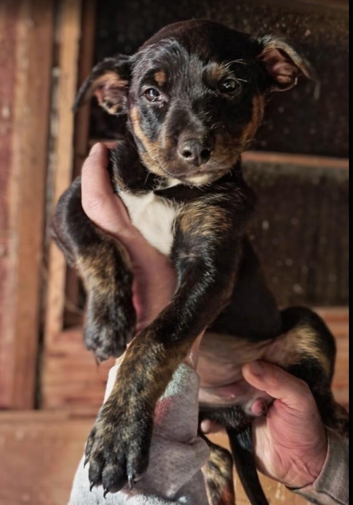 June Bug, ADOPTABLE, Puppy Female Border Collie & Pit Bull Terrier.