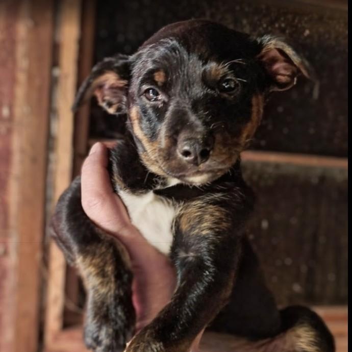 Enlarge June Bug, a ADOPTABLE mixed breed in Pinedale, WY image 1/3