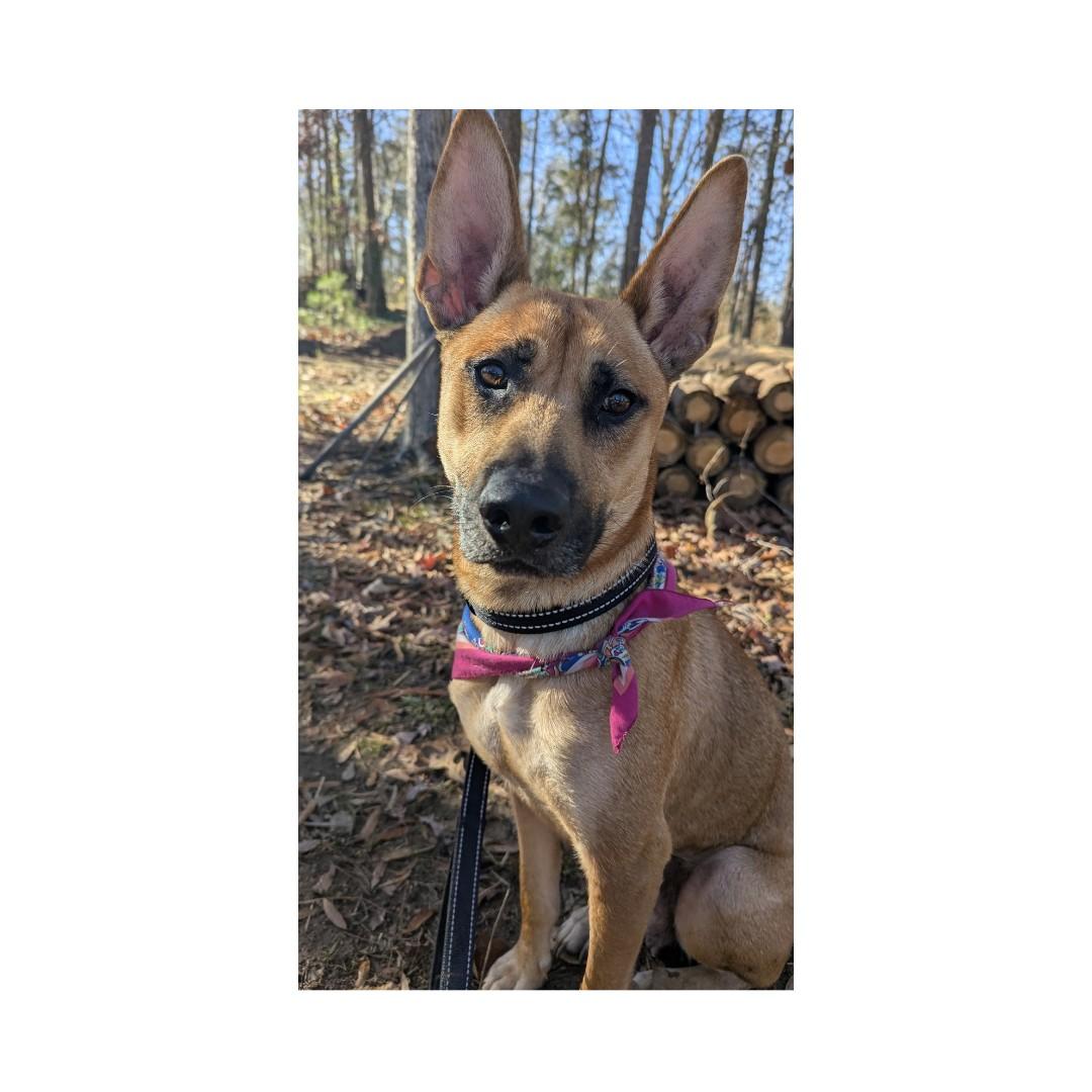 Lucia, Adoptable, Adult Female Belgian Shepherd / Malinois.