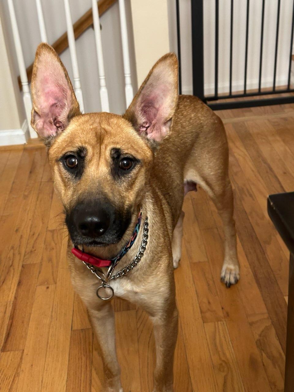 Enlarge Lucia, a Adoptable mixed breed in Concord, NC image 6/6