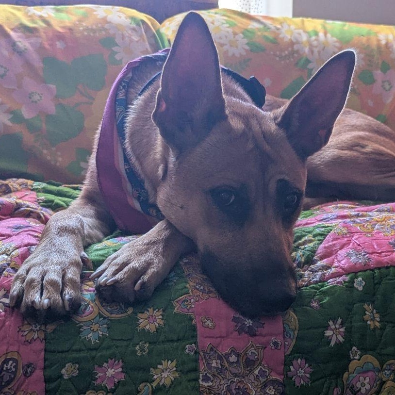 Enlarge Lucia, a Adoptable mixed breed in Concord, NC image 5/6