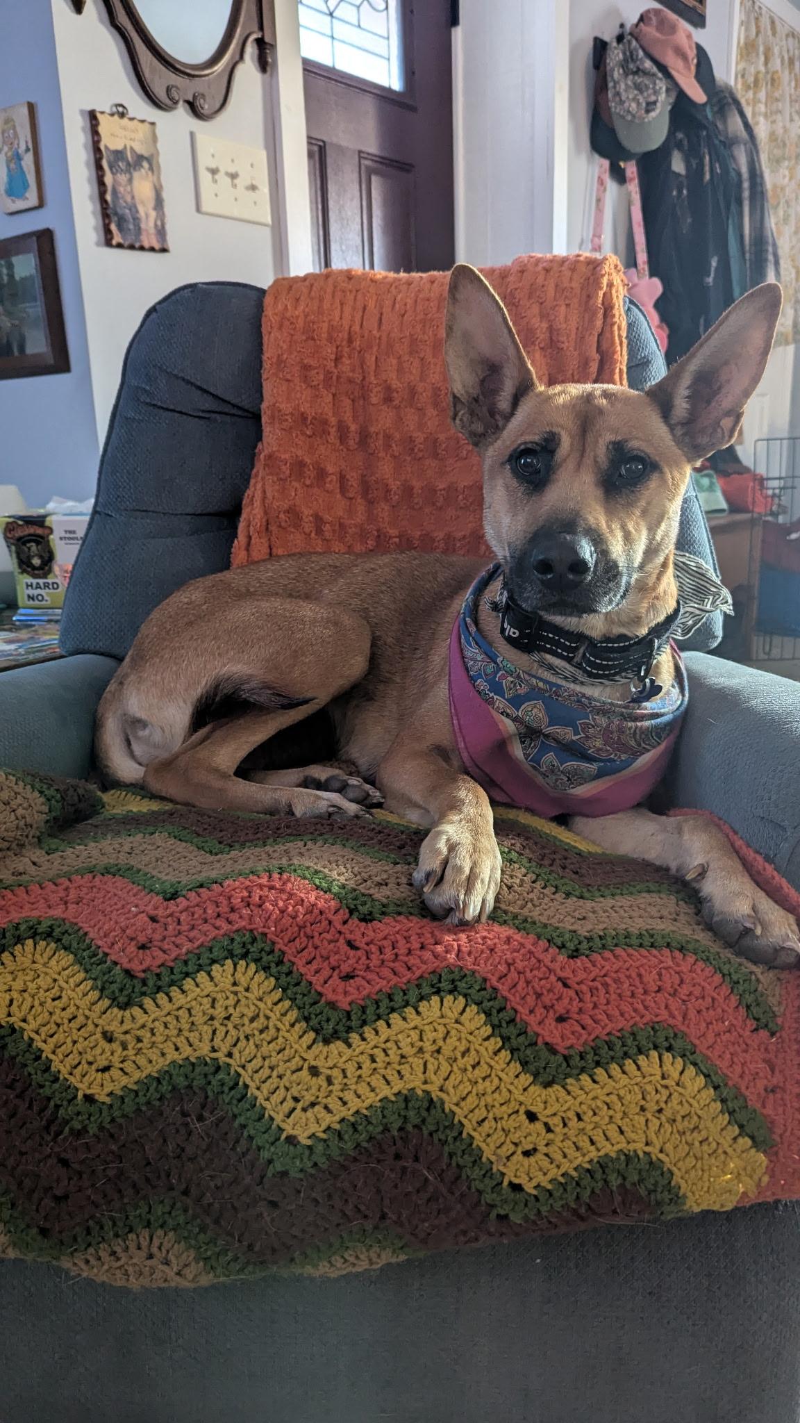 Enlarge Lucia, a Adoptable Belgian Shepherd / Malinois in Concord, NC image 4/6