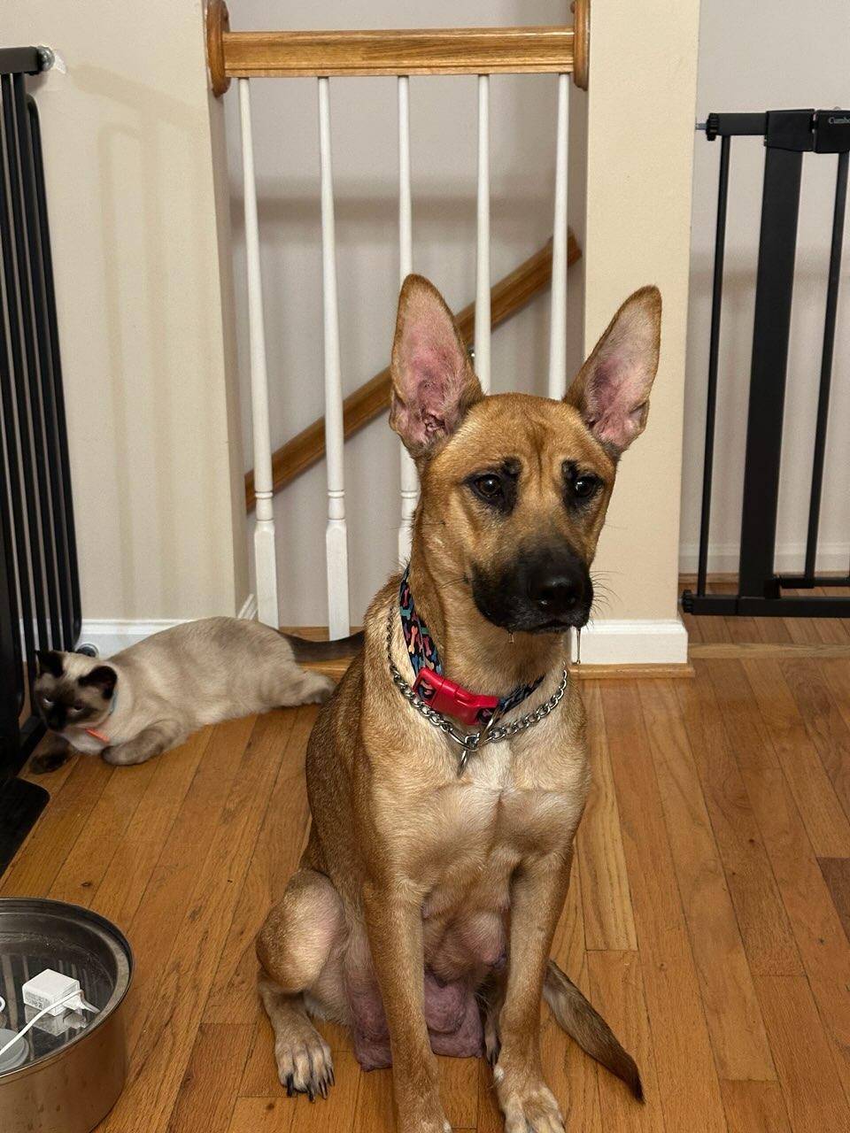 Enlarge Lucia, a Adoptable mixed breed in Concord, NC image 4/6