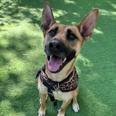 Lucia, Adoptable, Young Female German Shepherd Dog & Black Mouth Cur.