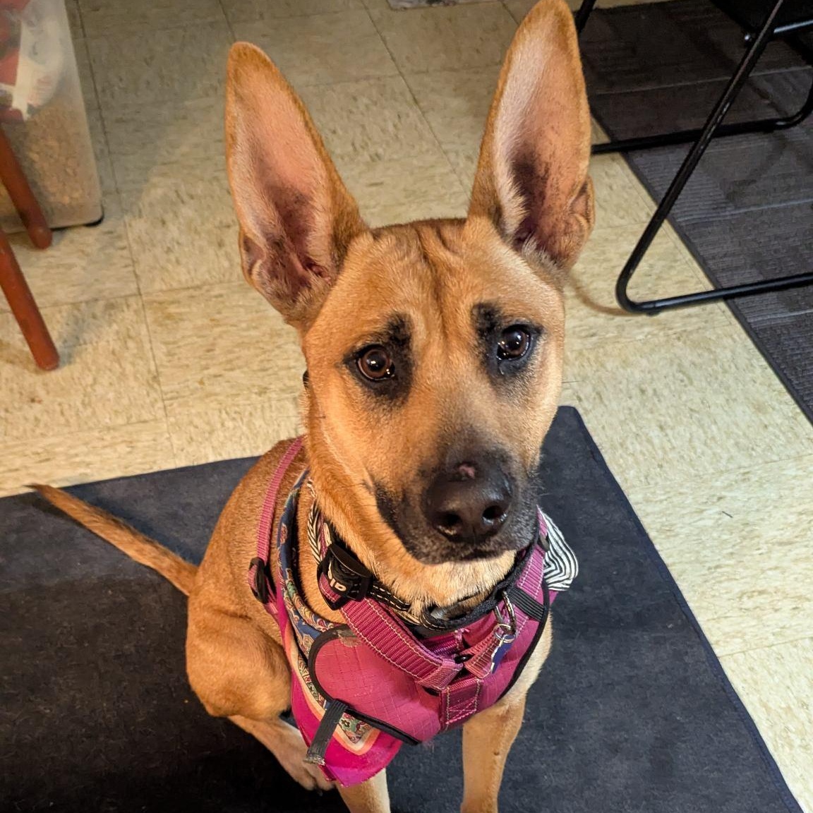 Lucia, Adoptable, Young Female Belgian Shepherd / Malinois.