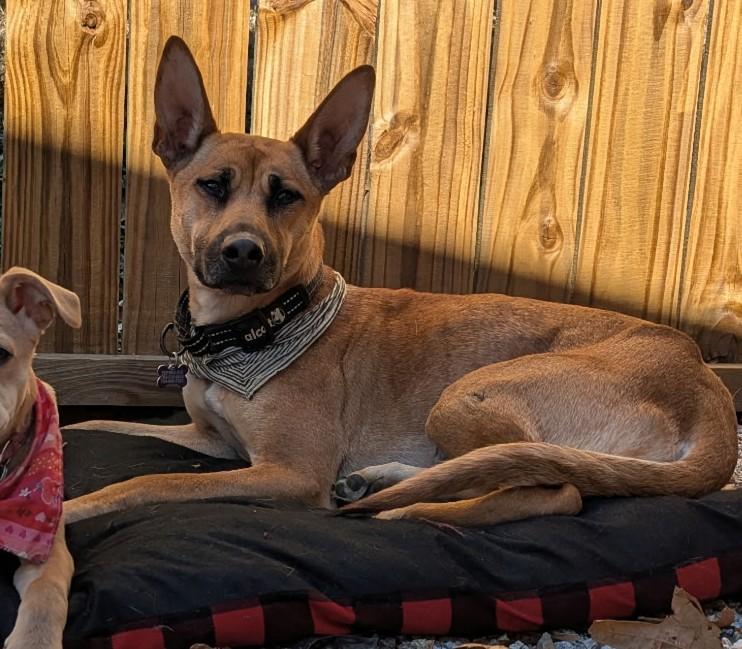 Enlarge Lucia, a Adoptable Belgian Shepherd / Malinois in Concord, NC image 5/6