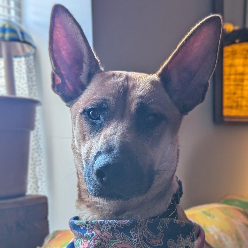 Enlarge Lucia, a Adoptable mixed breed in Concord, NC image 3/6