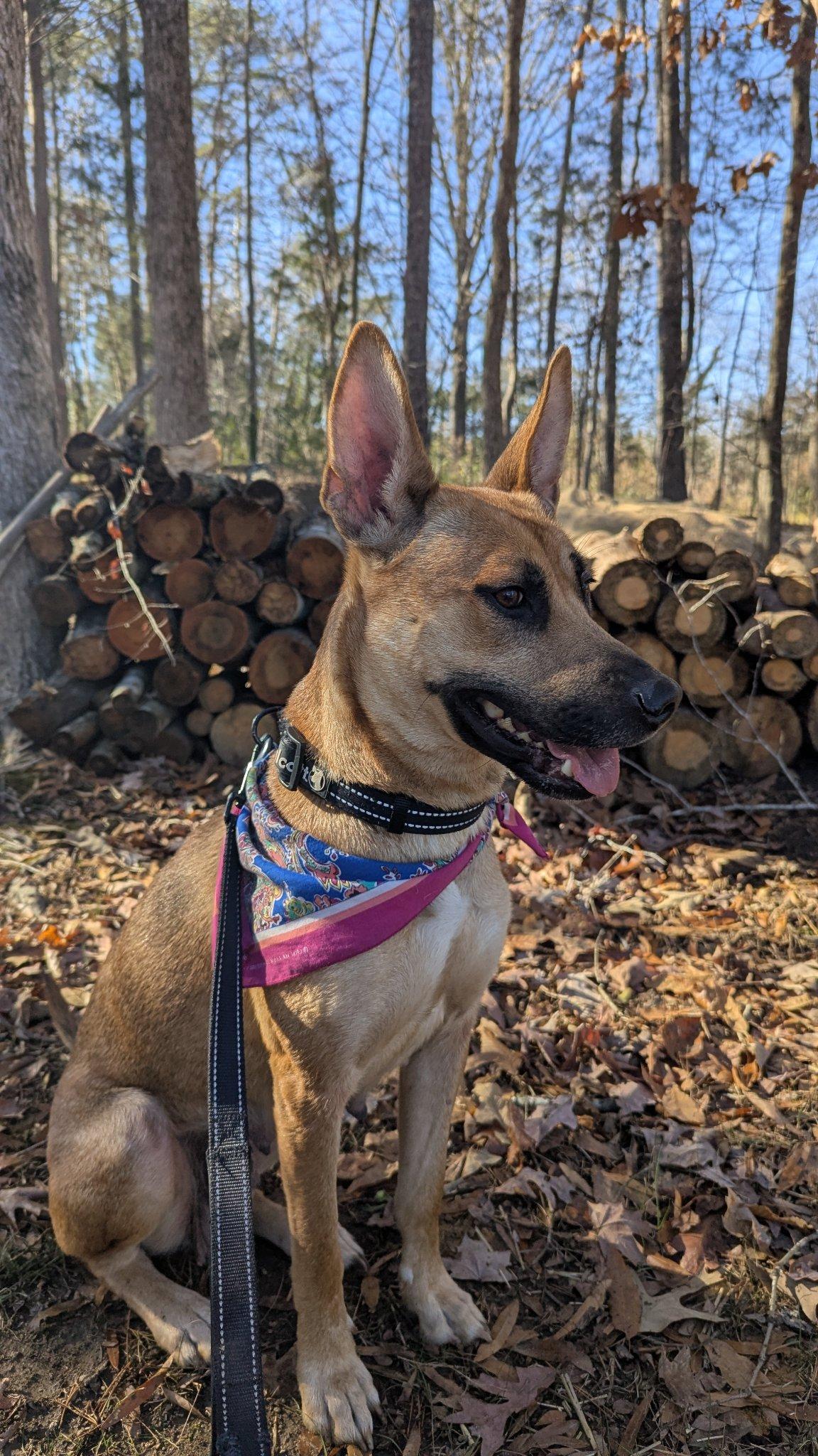 Enlarge Lucia, a Adoptable mixed breed in Concord, NC image 2/6