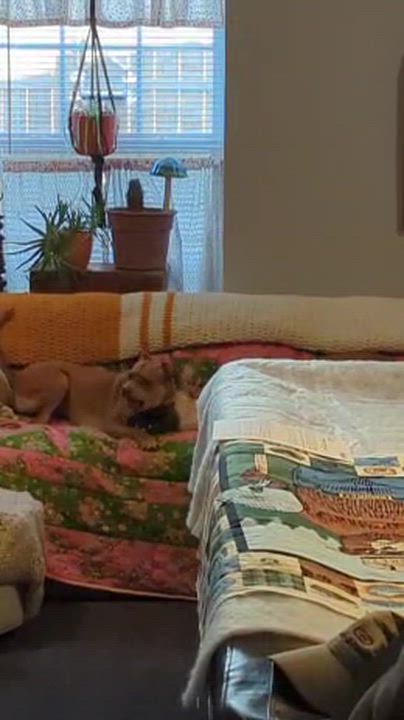 Enlarge Lucia, a Adoptable Belgian Shepherd / Malinois in Concord, NC video 6/6