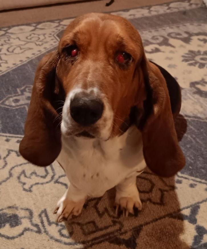 Lady Bird, Adopted, Adult Female Basset Hound.