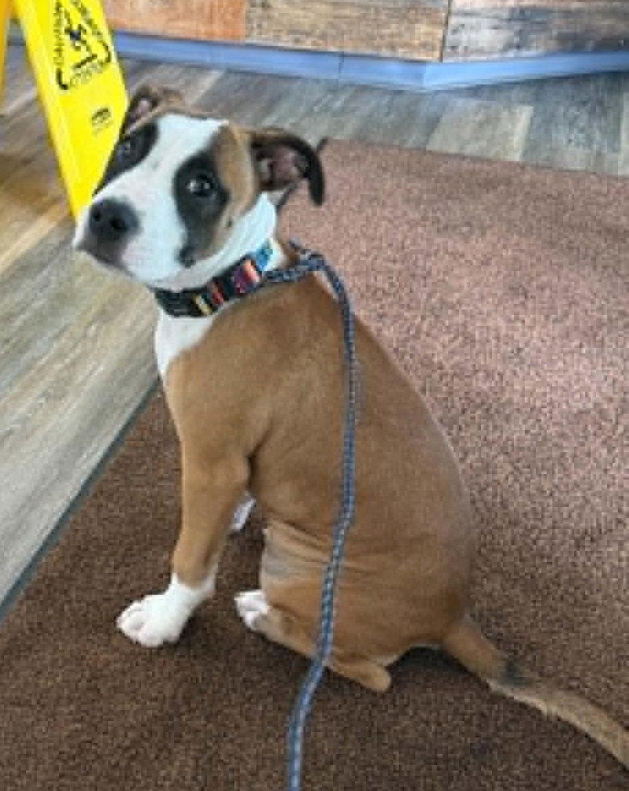 Enlarge Lovebug aka Junebug, a Adoptable Boxer in Shakopee, MN image 1/3