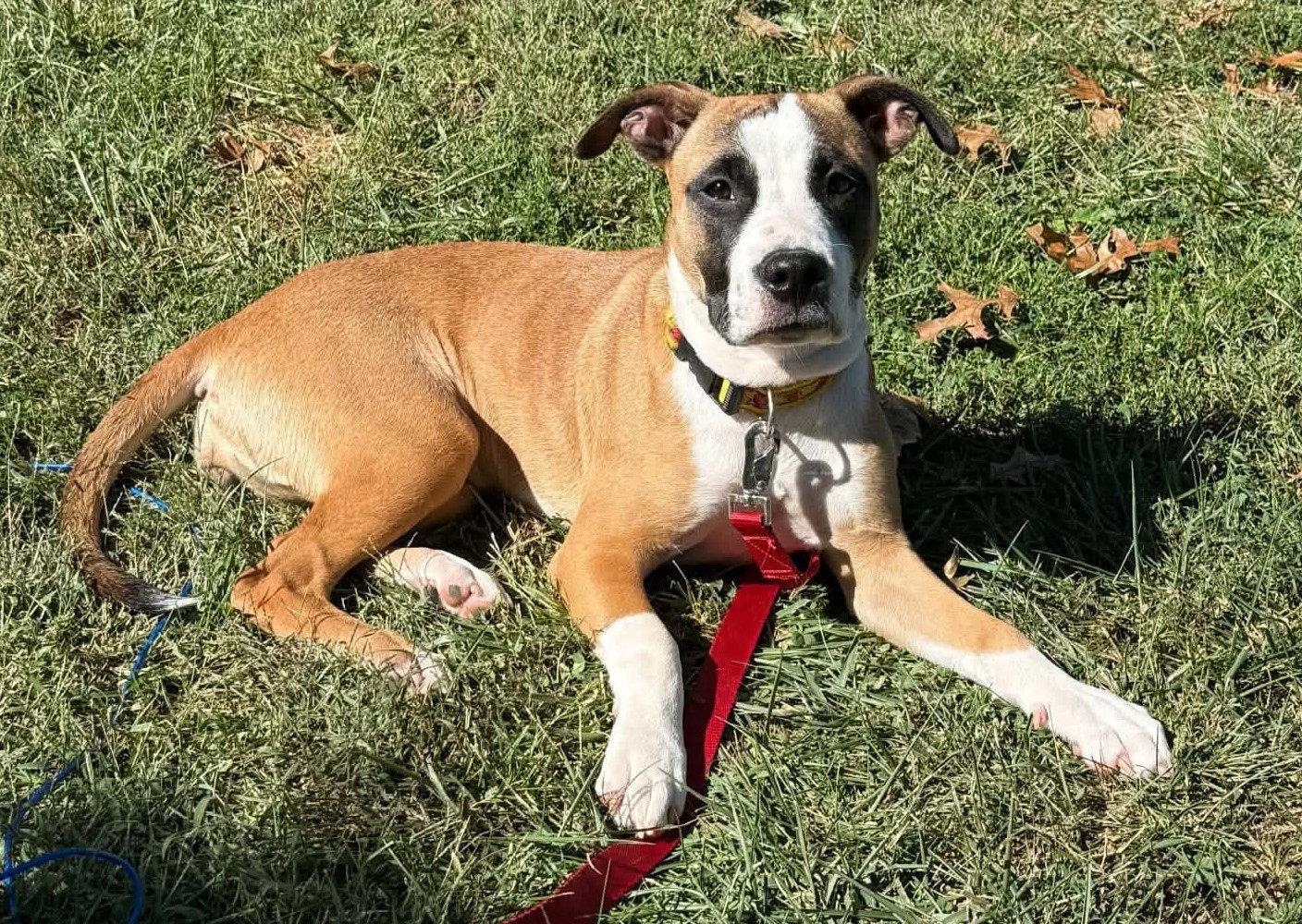 Enlarge Lovebug aka Junebug, a Adoptable Boxer in Shakopee, MN image 2/3