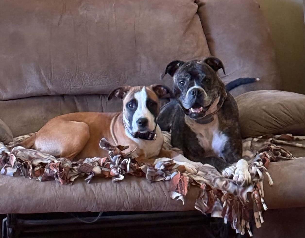 Enlarge Lovebug aka Junebug, a Adoptable Boxer in Shakopee, MN image 3/3