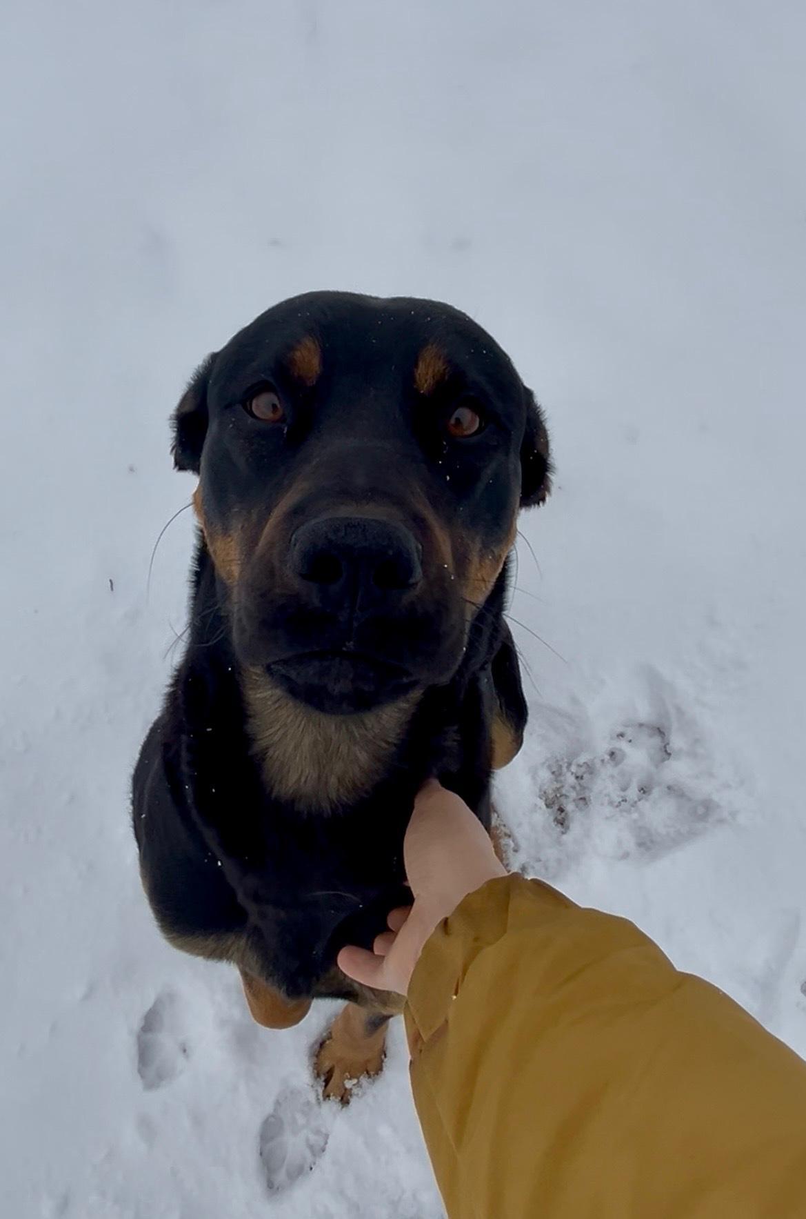 Enlarge Iselda, a ADOPTABLE mixed breed in wetaskiwin, AB image 1/1