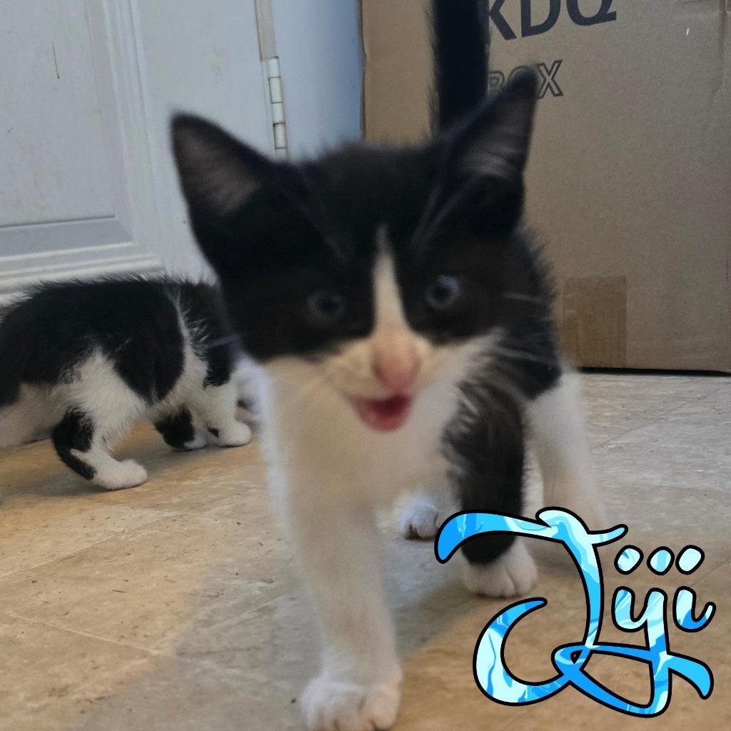 JiJi, a Adoptable Domestic Short Hair in Hillsboro, OH image 1/2