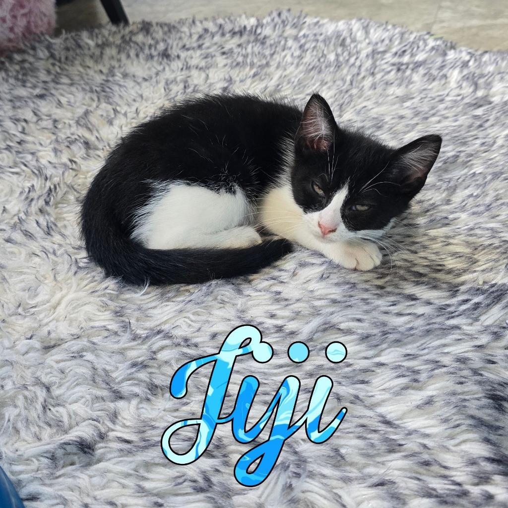 JiJi, a Adoptable Domestic Short Hair in Hillsboro, OH image 2/2