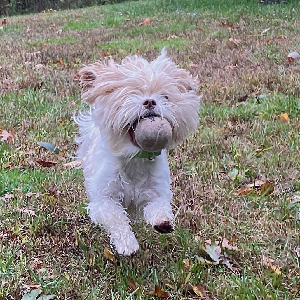 Bill, Adoptable, Adult Male Shih Tzu.