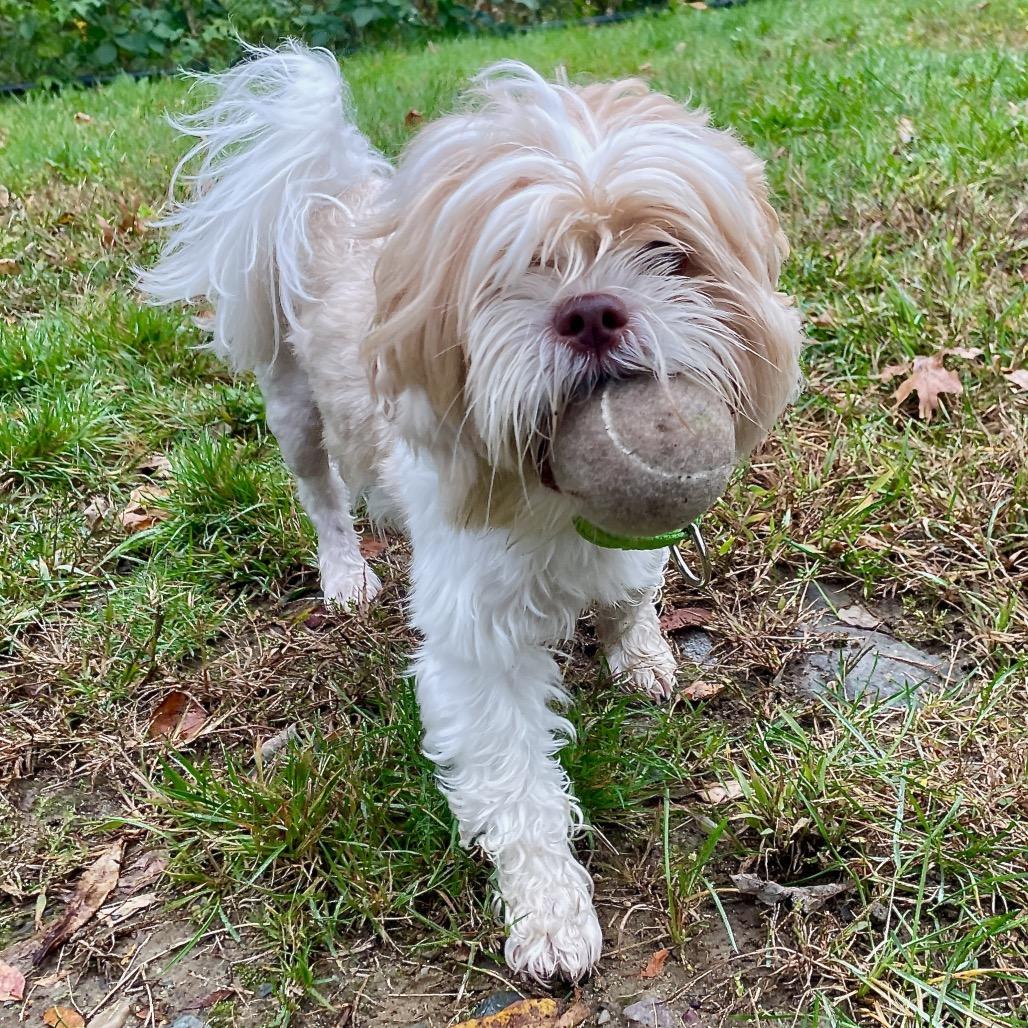 Enlarge Bill, a Adoptable Shih Tzu in Scituate, MA image 2/6