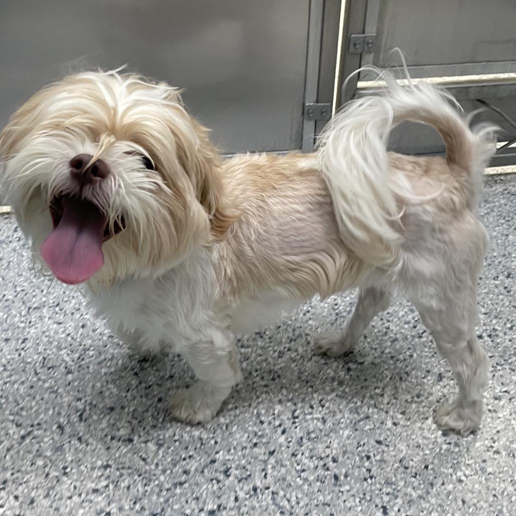 Enlarge Bill, a Adoptable Shih Tzu in Scituate, MA image 3/6