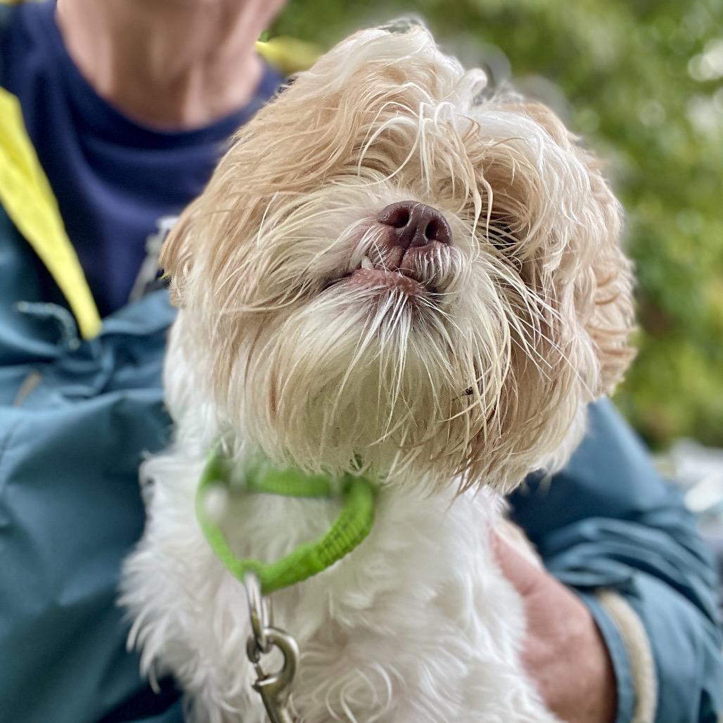 Enlarge Bill, a Adoptable Shih Tzu in Scituate, MA image 4/6