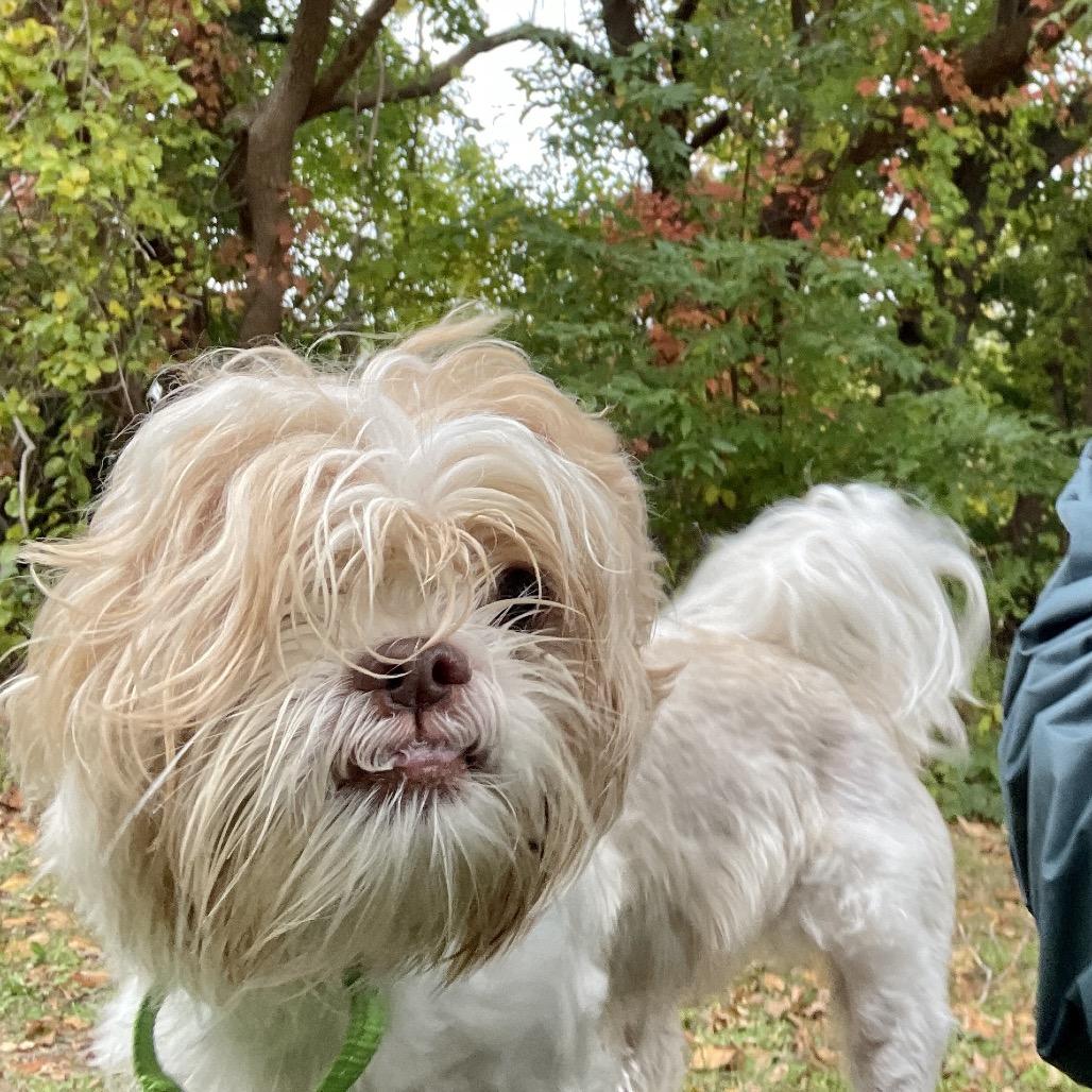 Enlarge Bill, a Adoptable Shih Tzu in Scituate, MA image 5/6