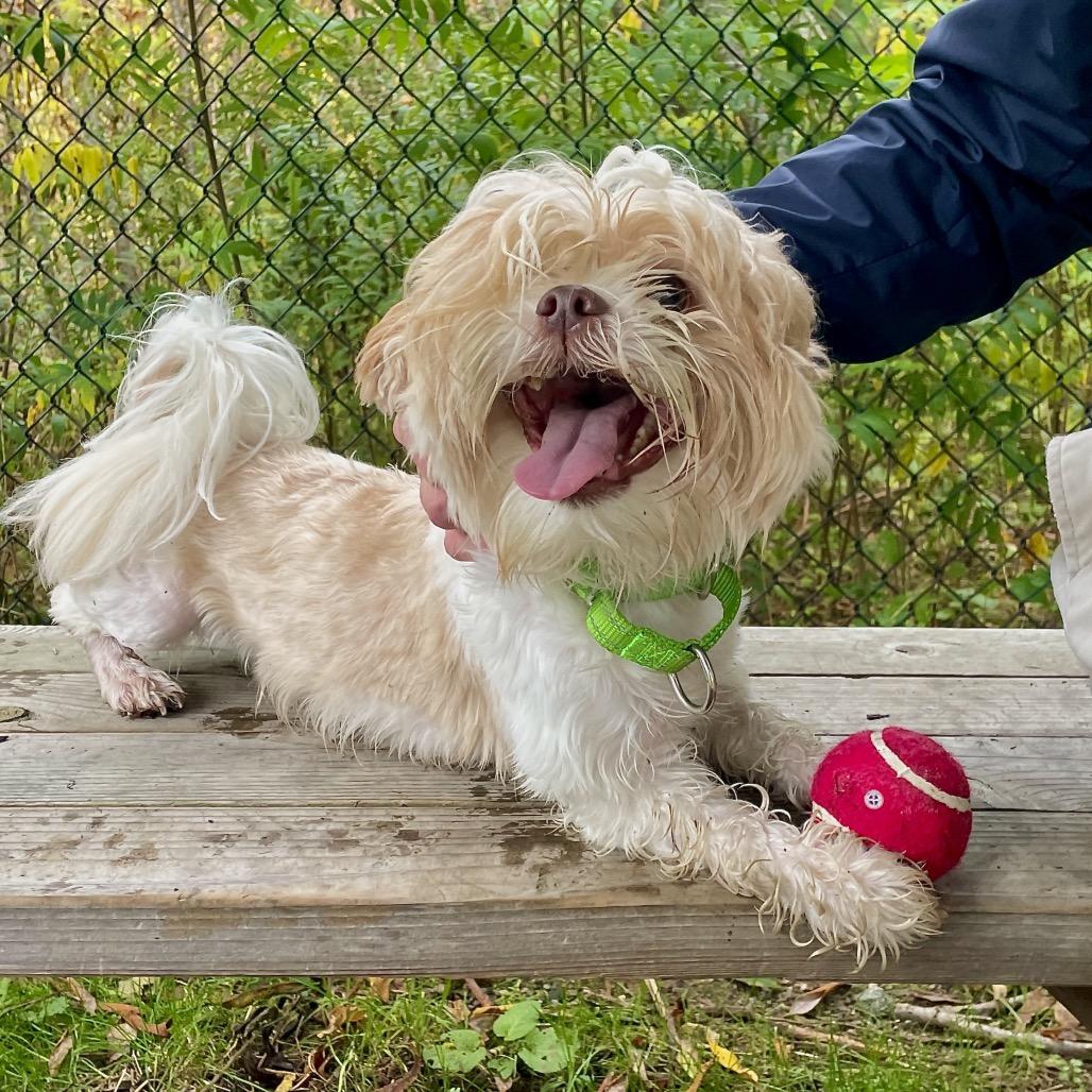 Enlarge Bill, a Adoptable Shih Tzu in Scituate, MA image 6/6