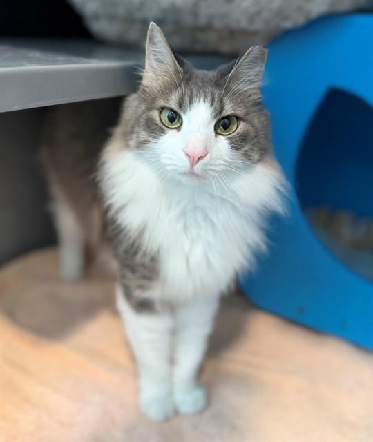 Enlarge POPPY, a Adoptable Domestic Medium Hair in Leesburg, VA image 1/1