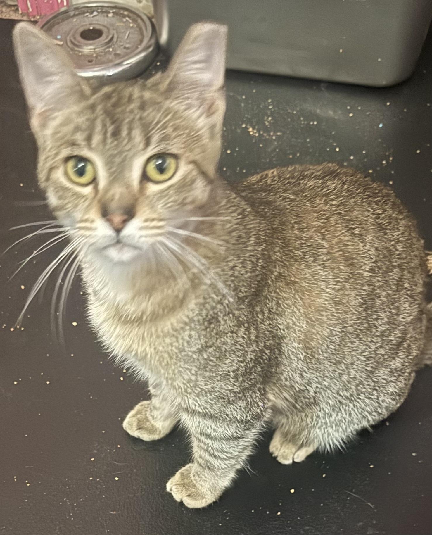 Enlarge Gia, a ADOPTABLE Oriental Tabby in South San Francisco, CA image 1/2