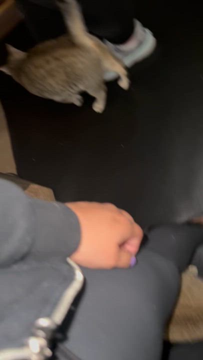 Enlarge Gia, a ADOPTABLE Oriental Tabby in South San Francisco, CA video 2/2