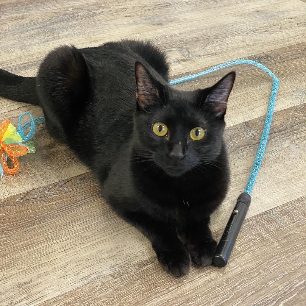 Enlarge Marcie, a Adoptable Domestic Short Hair in Huntsville, AL image 1/3