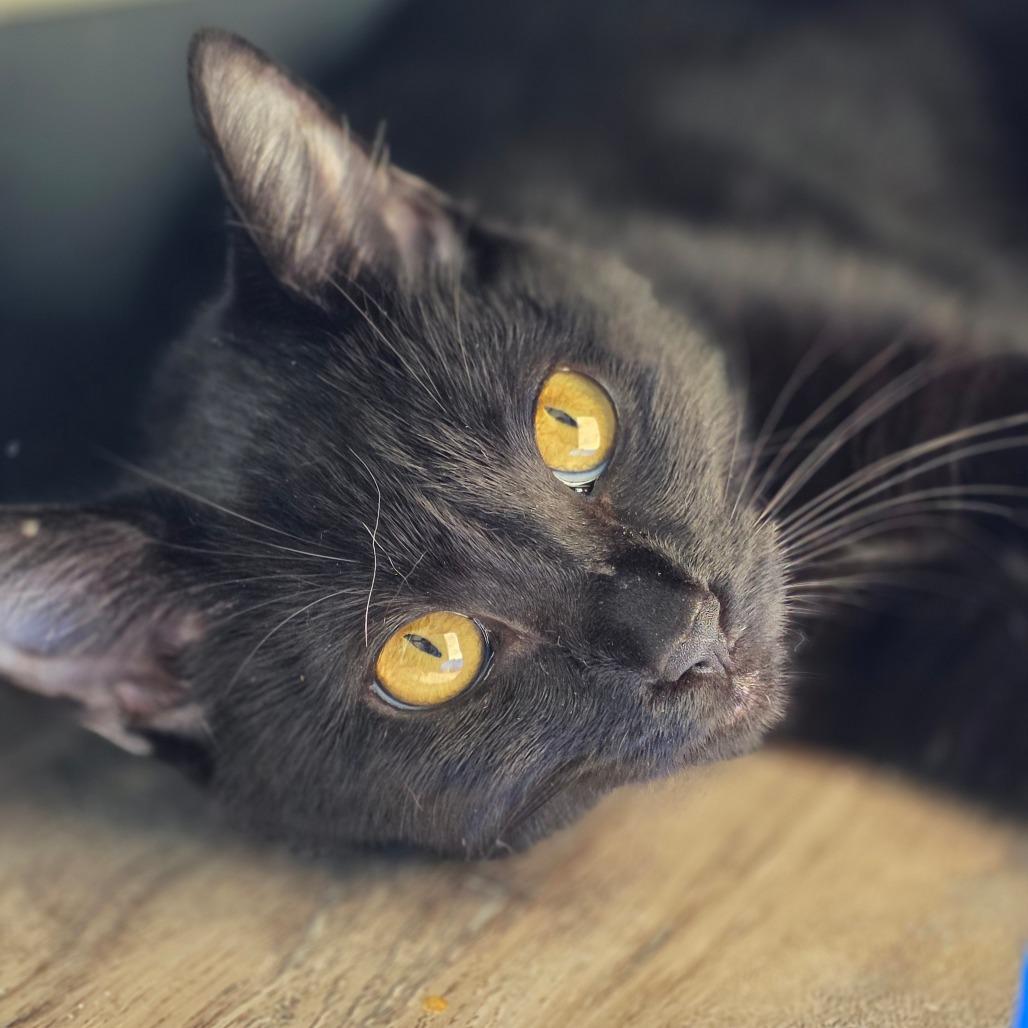 Enlarge Marcie, a Adoptable Domestic Short Hair in Huntsville, AL image 2/3