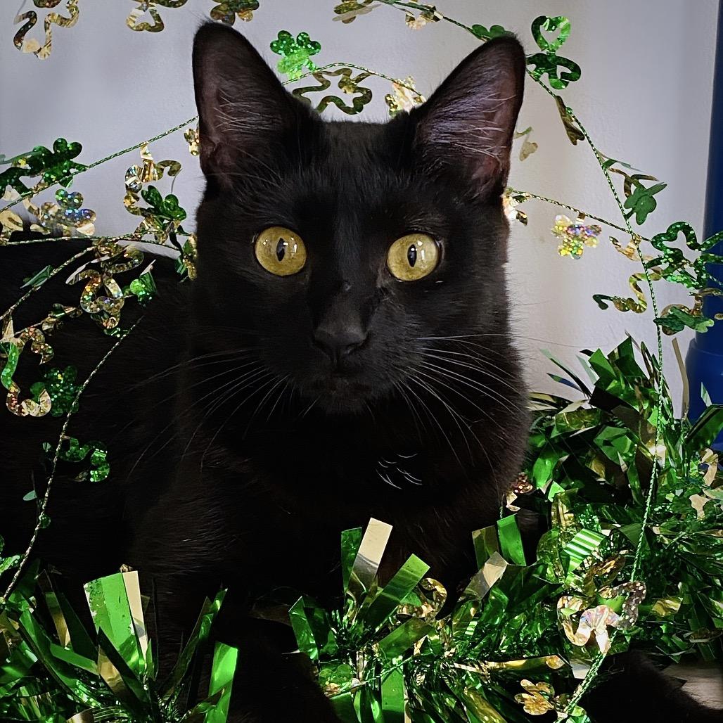 Enlarge Marcie, a Adoptable Domestic Short Hair in Huntsville, AL image 3/5