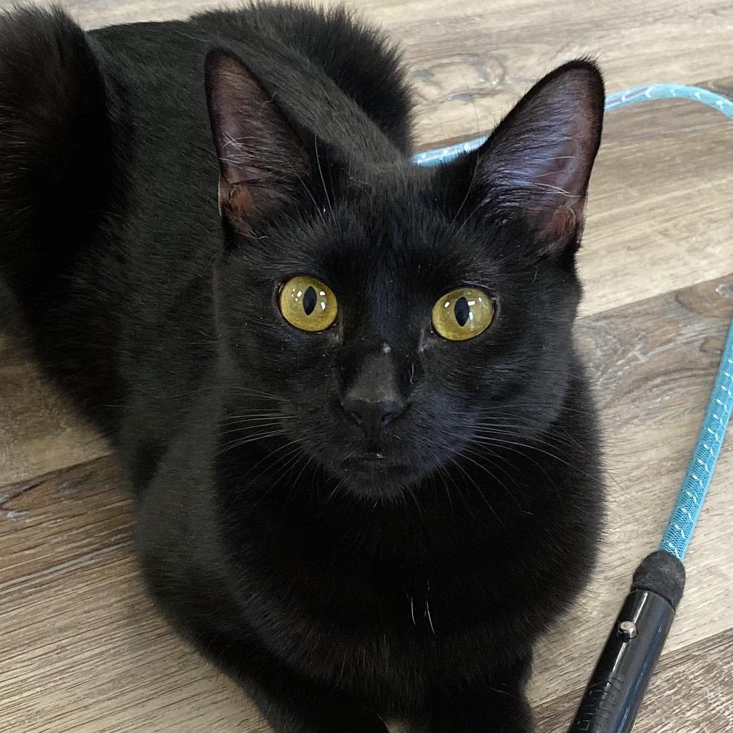 Enlarge Marcie, a Adoptable Domestic Short Hair in Huntsville, AL image 3/3