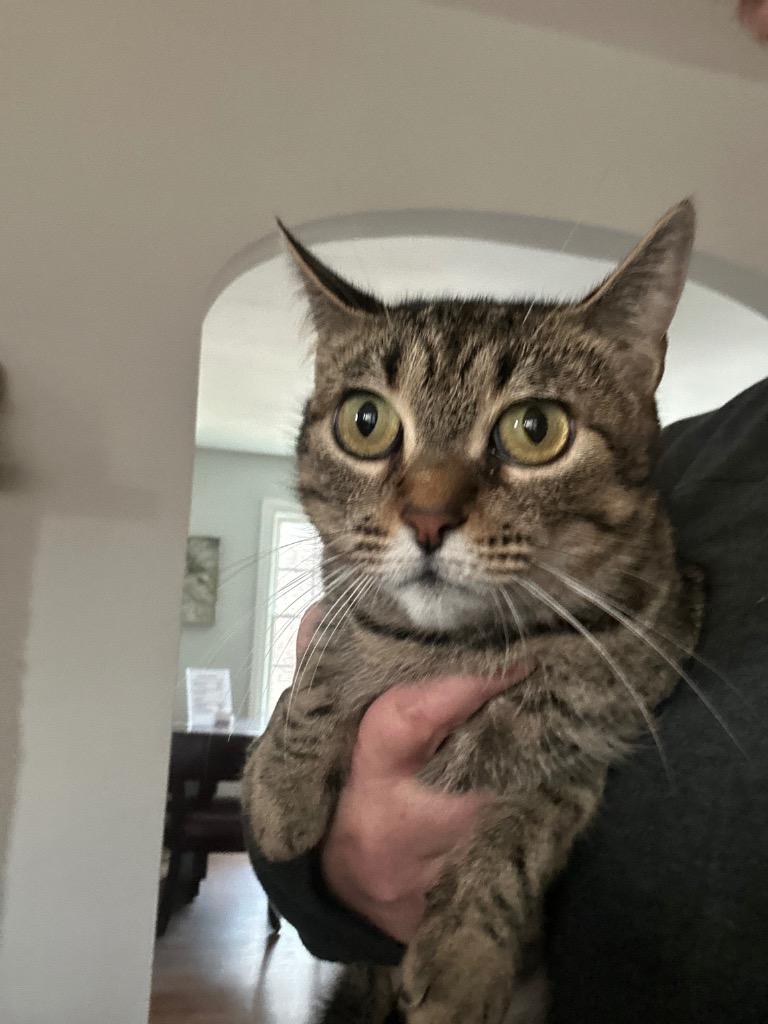 Crescent, Adoptable, Adult Female Domestic Short Hair.