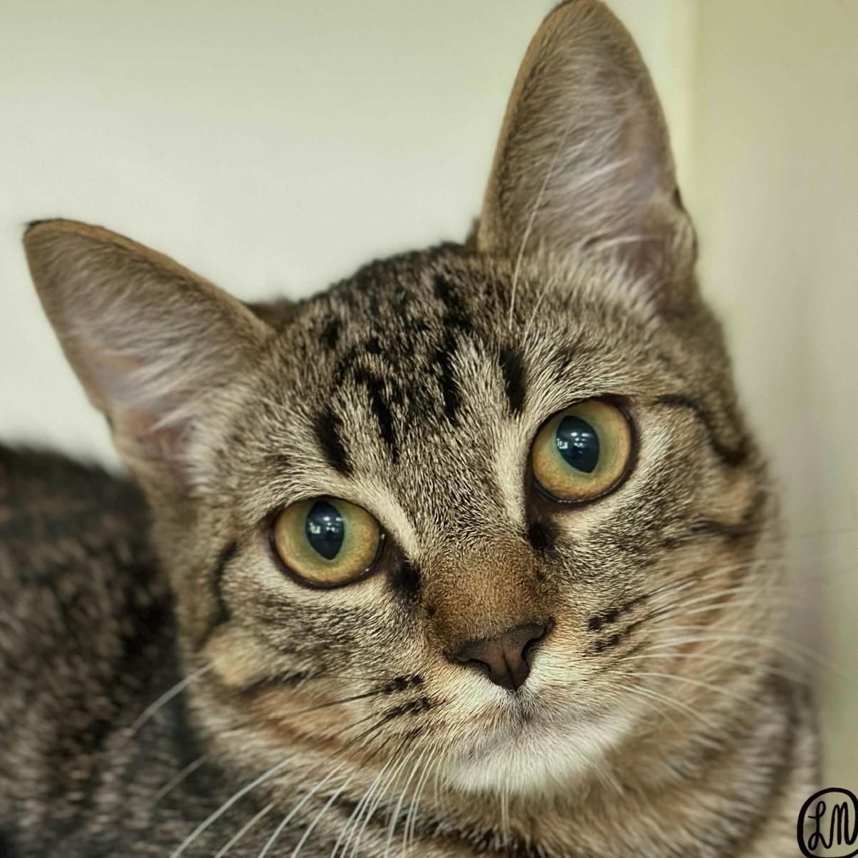 Enlarge Boozie, a Adoptable Domestic Short Hair in Victor, NY image 6/6