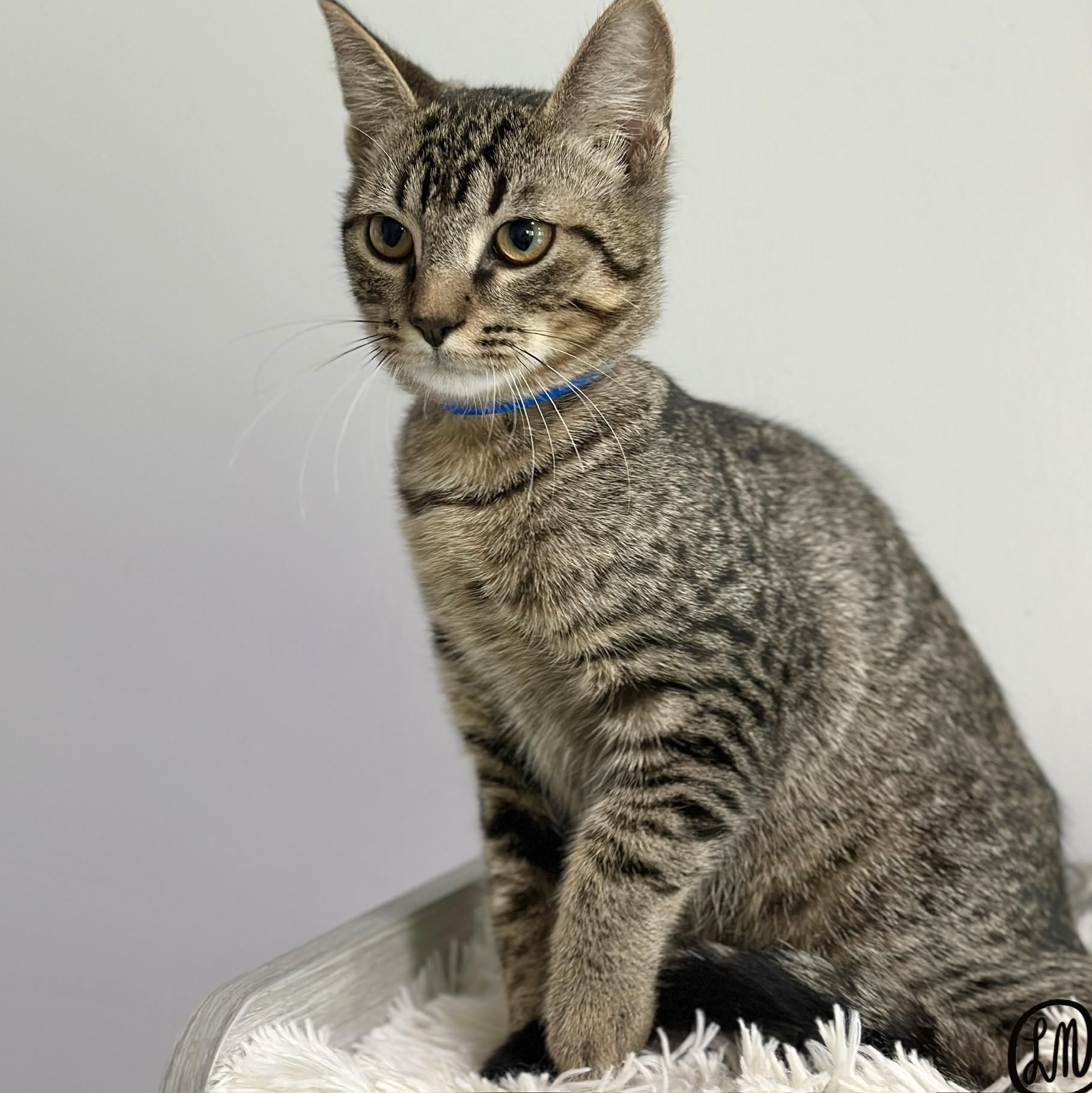 Enlarge Boozie, a Adoptable Domestic Short Hair in Victor, NY image 4/6