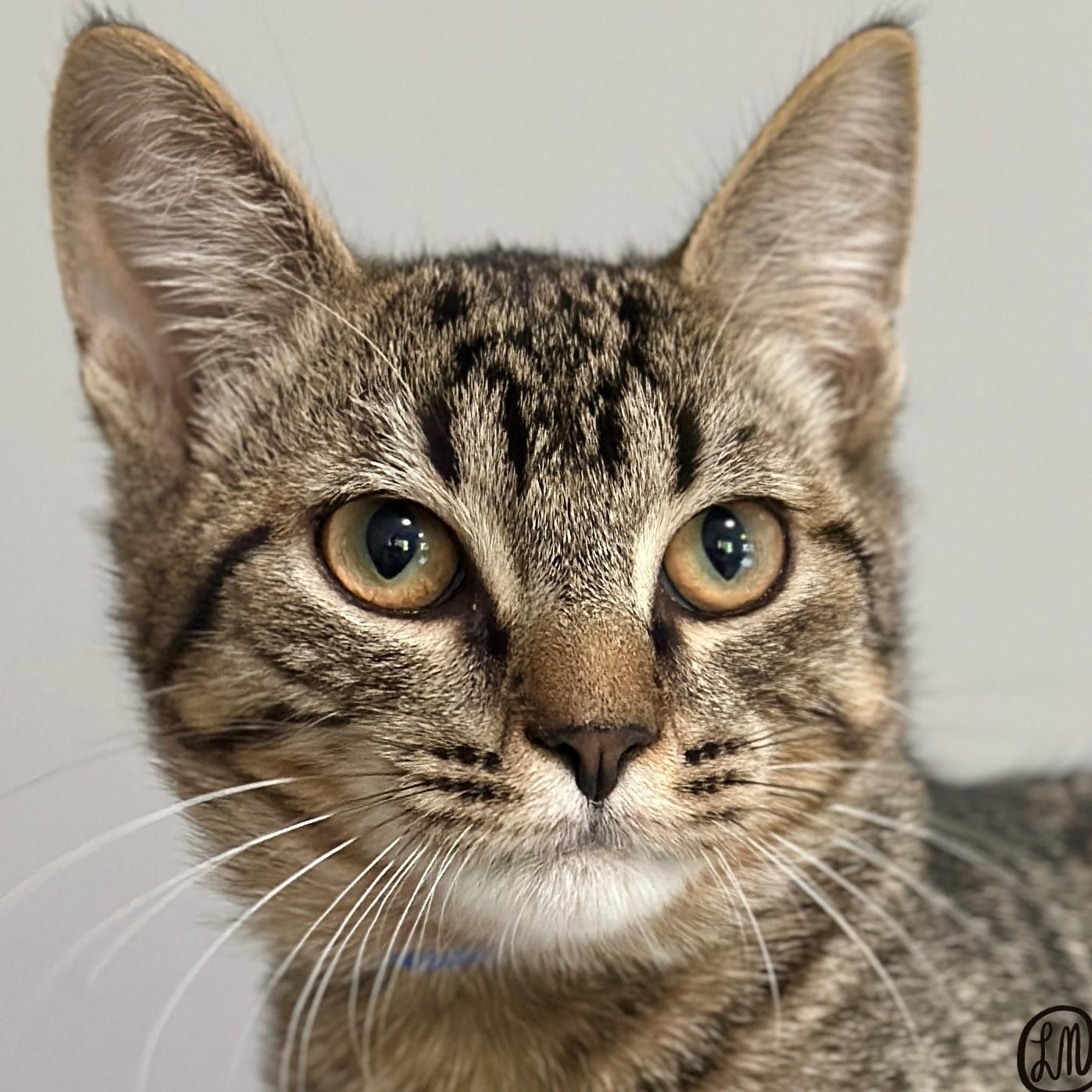 Enlarge Boozie, a Adoptable Domestic Short Hair in Victor, NY image 2/6