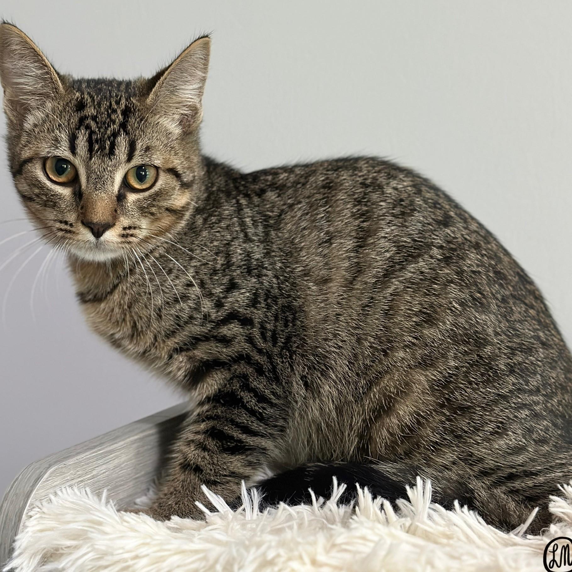 Enlarge Boozie, a Adoptable Domestic Short Hair in Victor, NY image 5/6